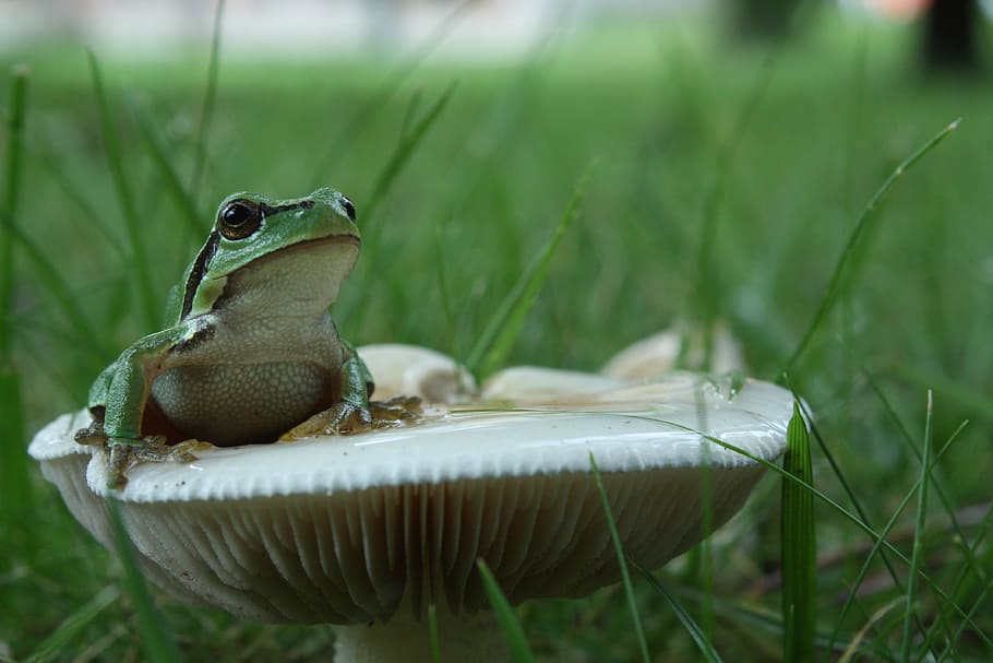 HD frog on mushrooms wallpapers  Peakpx