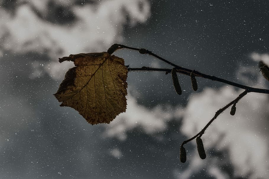 dried leaf photo, shallow focus photography of brown leaf, branch HD wallpaper