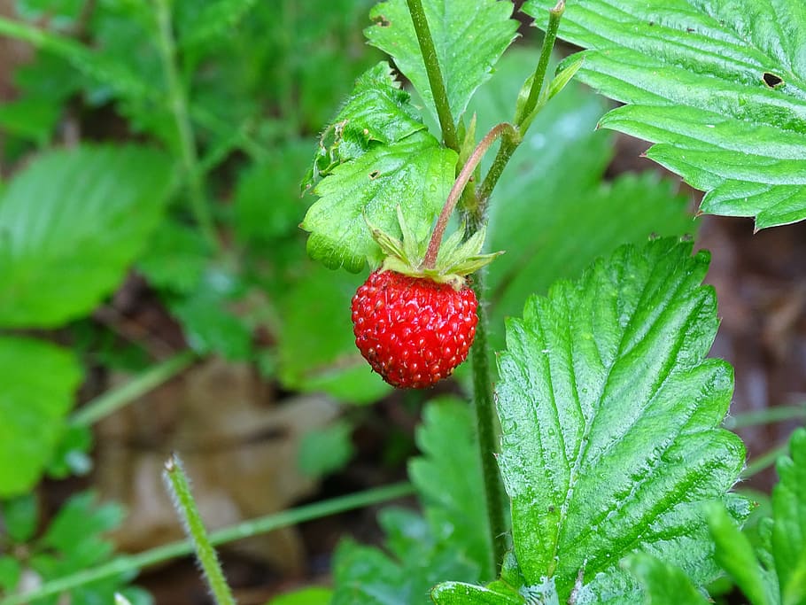 Wild Strawberries, Forest, Summer, red, fruit, strawberry, green color HD wallpaper