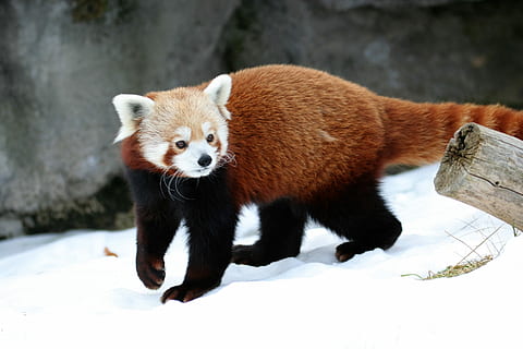 red panda walking on snow, cat-bear, looking, zoo, mammal, wildlife HD wallpaper