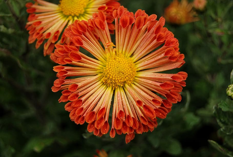 chrysanthemum, havel, flover, flower, flowering plant, petal HD wallpaper
