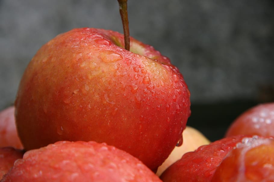 apples, dew, fruit, food and drink, healthy eating, freshness HD wallpaper