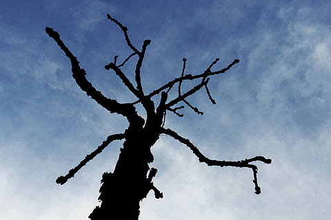 Tree, Silhouette, Menace, Threat, menacing, threatening, spooky HD wallpaper