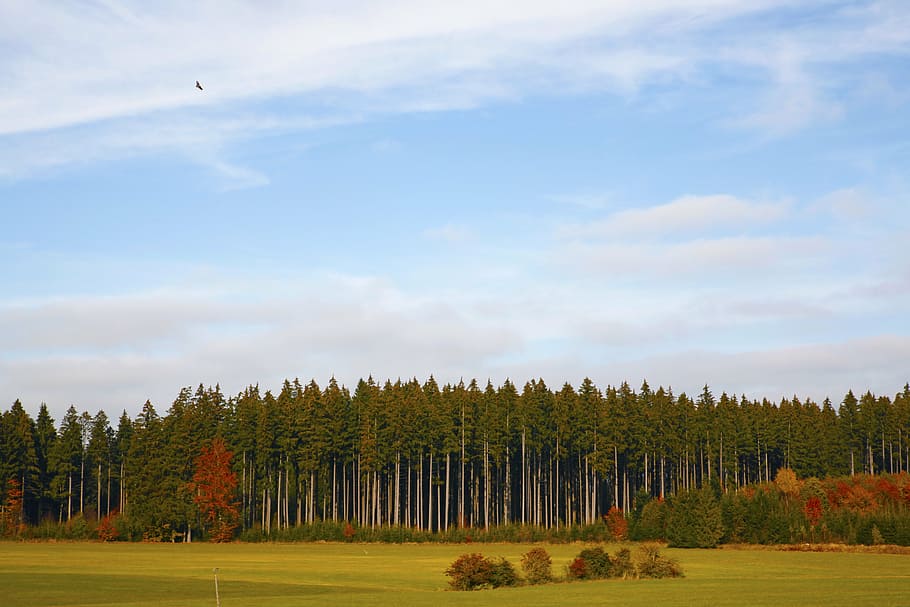 forest landscape, pine forest, field, nature, autumn, autumn colours HD wallpaper
