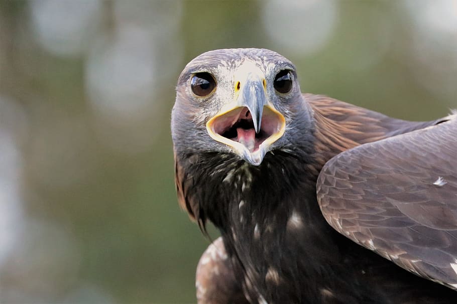 Golden Eagle, Golden, Bird, nature, animal, wildlife, raptor HD wallpaper