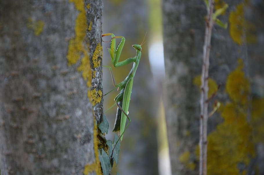 Praying Mantis, Insect, Macro, green, close, nature, animal HD wallpaper
