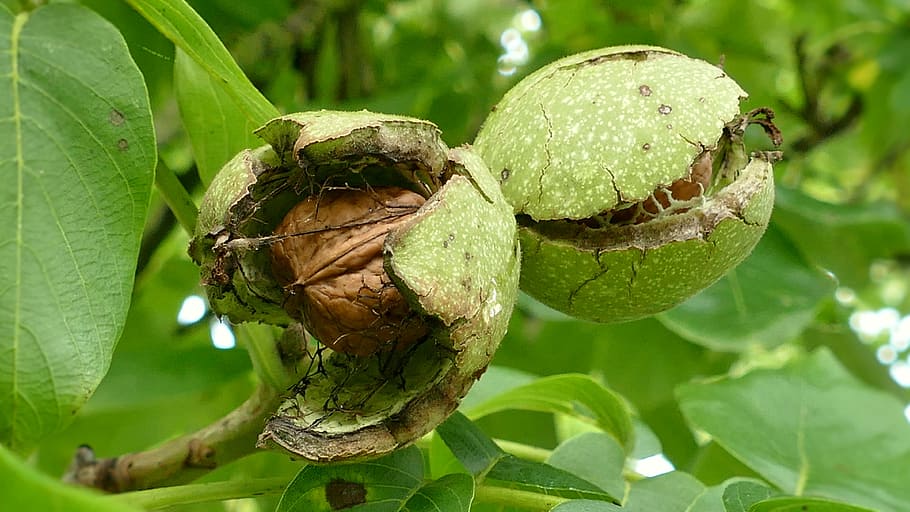 brown seed inside green fruit on tree, walnuts, tree nut, eat