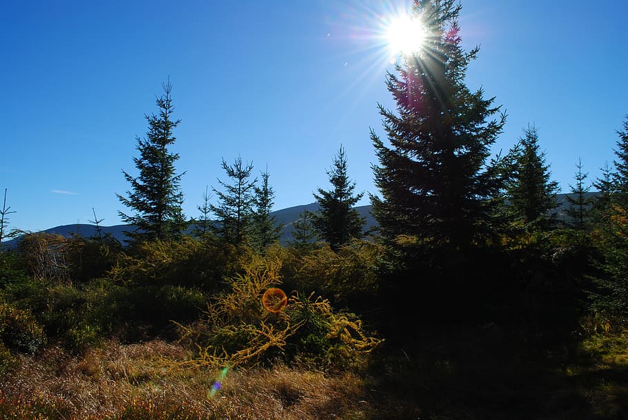 tree, nature, the sun, sky, autumn, green, pine, plant, growth HD wallpaper