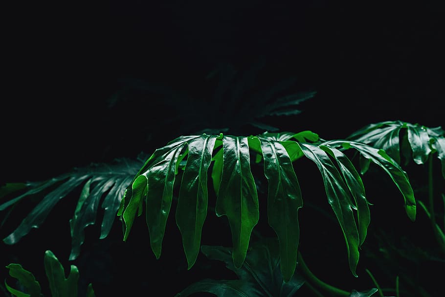 close up photo of green leaf plant, closed up photo of green leafed plant\ HD wallpaper