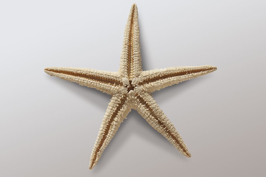 brown starfish on white surface, beige, asteroidea, echinoderms sea HD wallpaper