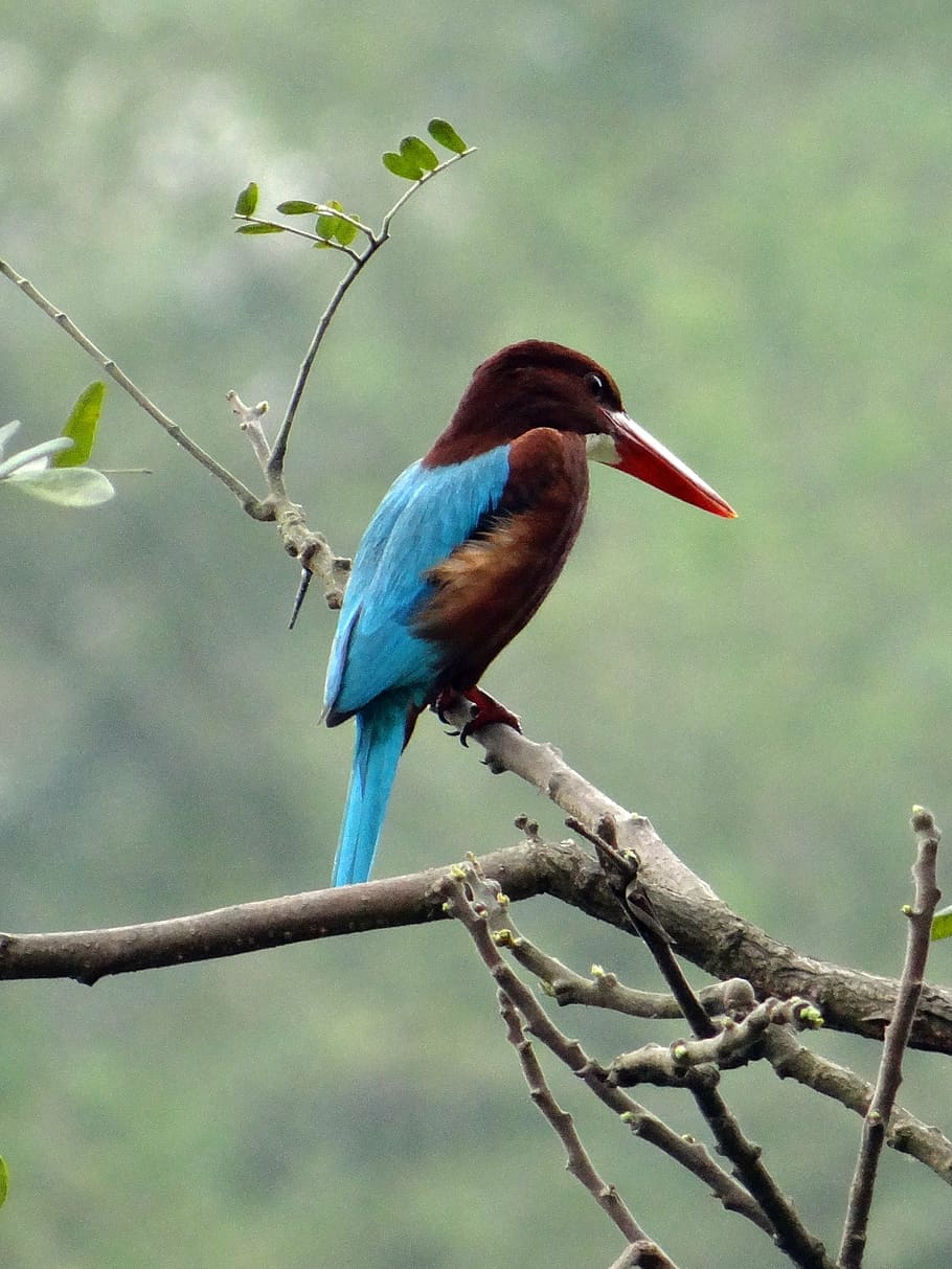white-throated kingfisher, bird, halcyon smyrnensis, white-breasted kingfisher, HD wallpaper