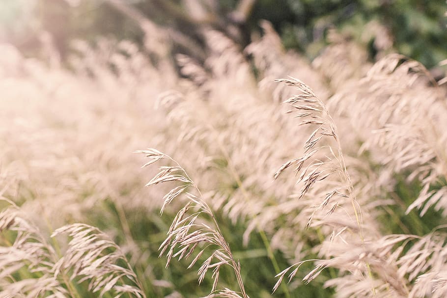 selective focus photo of grass, nature, lazy, wheat, field, summer