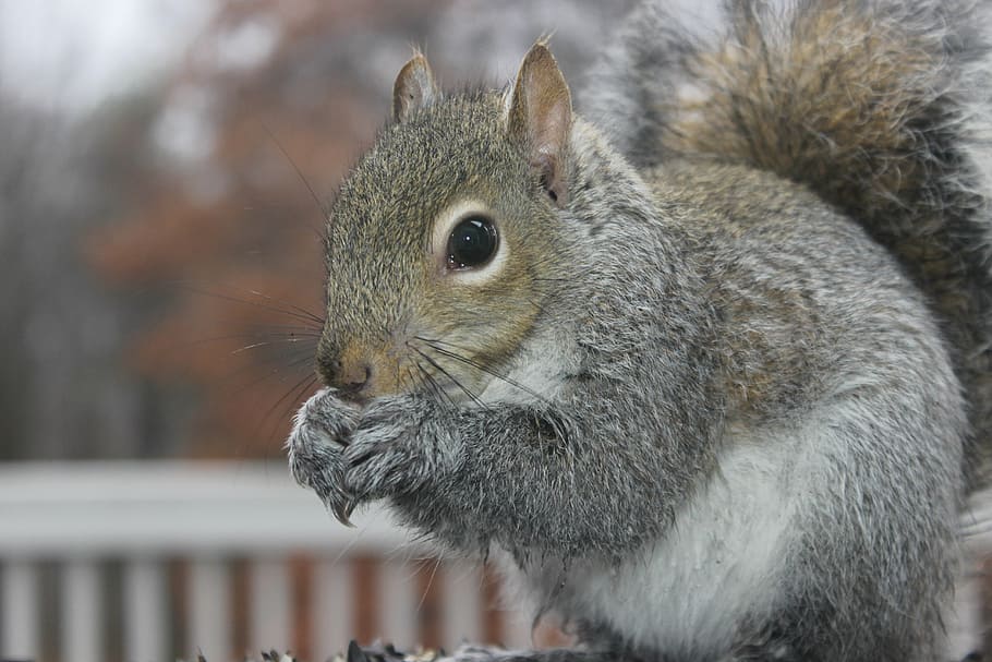 animal, chipmunk, closeup, grey, nature, outdoor, squirrel HD wallpaper
