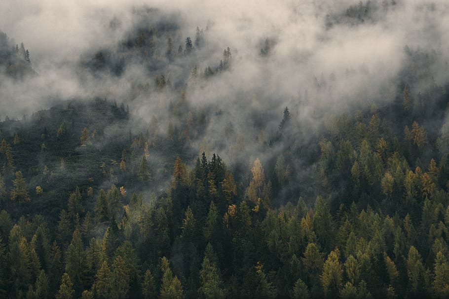 white fog over forest, nature, landscape, woods, aerial, travel HD wallpaper