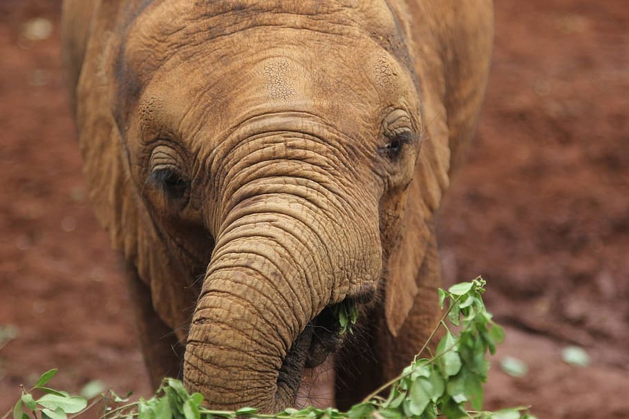 kenya, elephant, safari, animal themes, animal wildlife, animals in the wild HD wallpaper