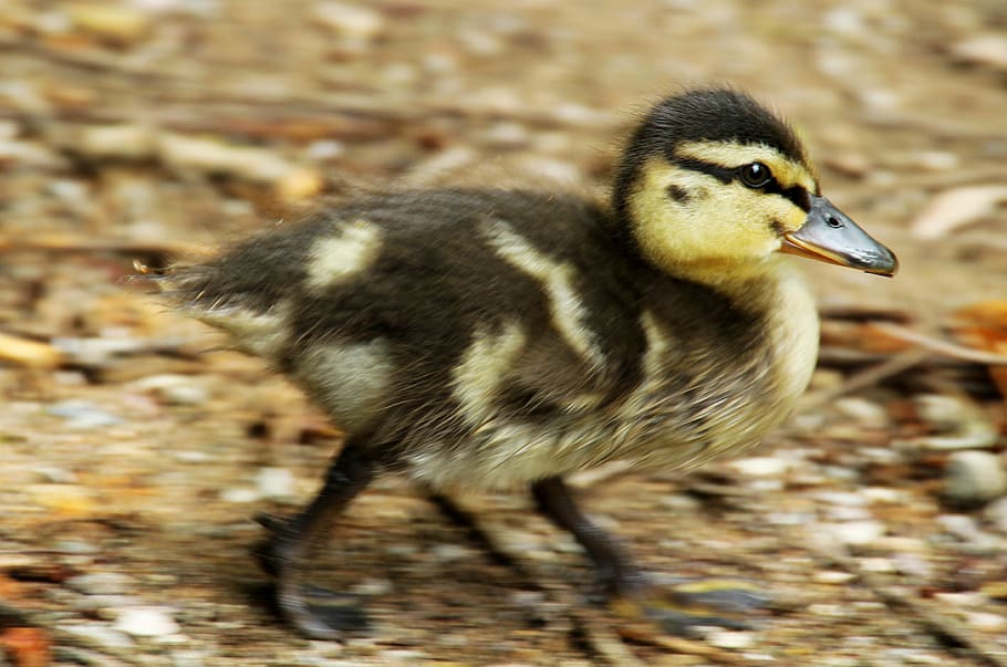 duckling, bird, animal themes, animals in the wild, animal wildlife HD wallpaper