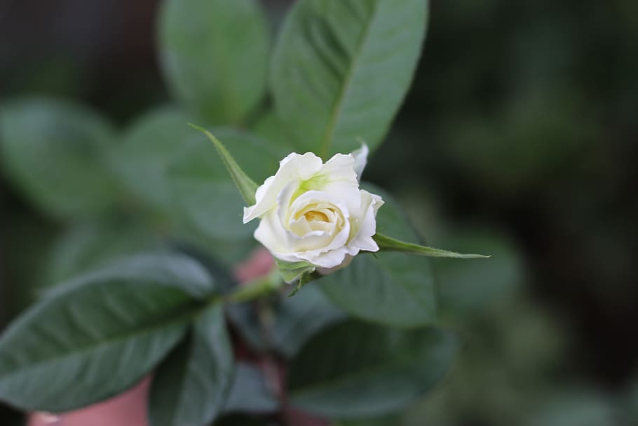 flower, nature, green, flowering plant, beauty in nature, petal HD wallpaper