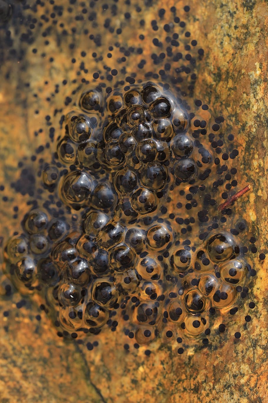 frog eggs, amphibian, animal, wildlife, zoology, species, wilderness HD wallpaper