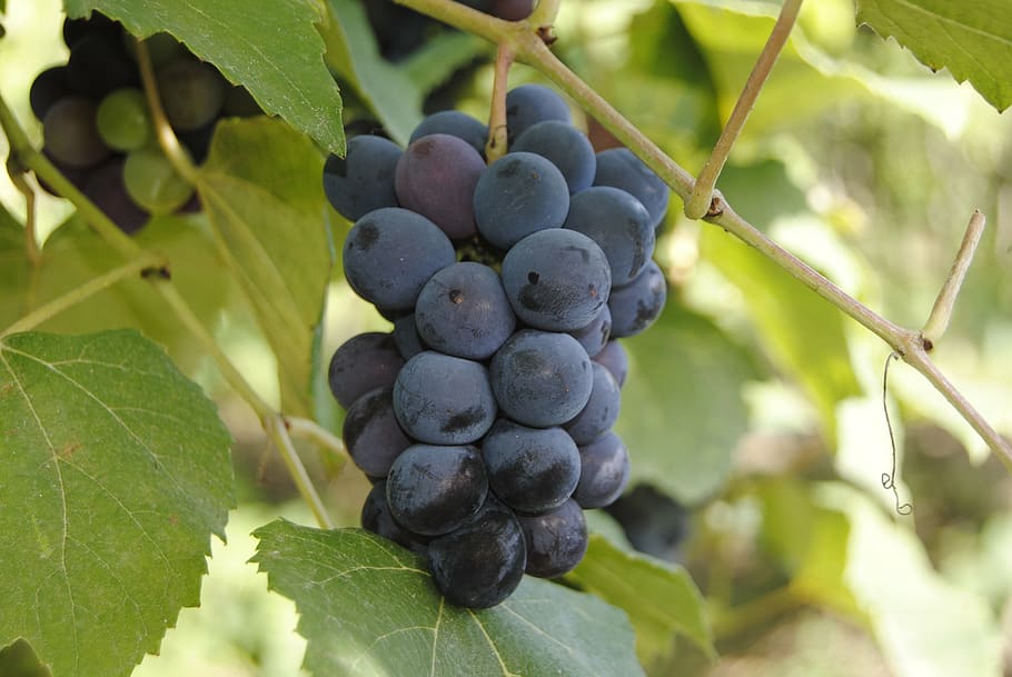 grapes, purple, wine, fruit, healthy eating, plant part, food HD wallpaper