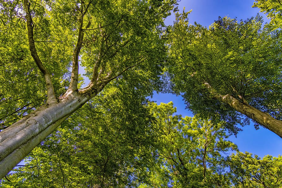 low-angle photography of green leafed trees, crown, forest, nature, HD wallpaper