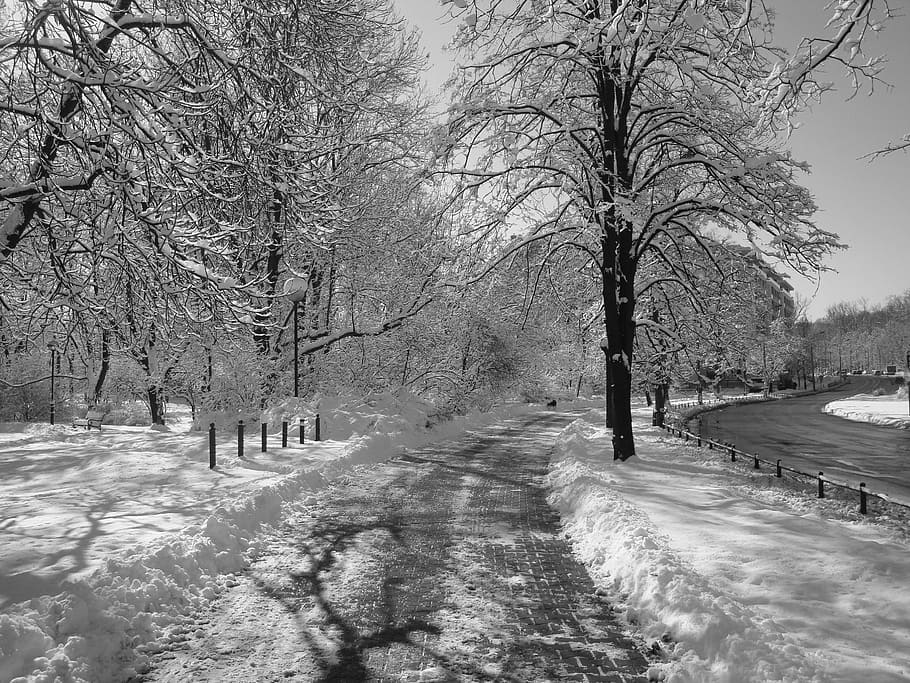 Winter, Snow, Tree, Landscape, black And White, nature, cold - Temperature HD wallpaper