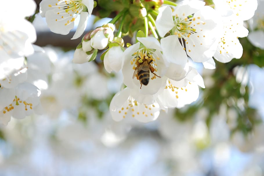 Selective Photo of a Bee in White Petaled Flower during Daytime HD wallpaper