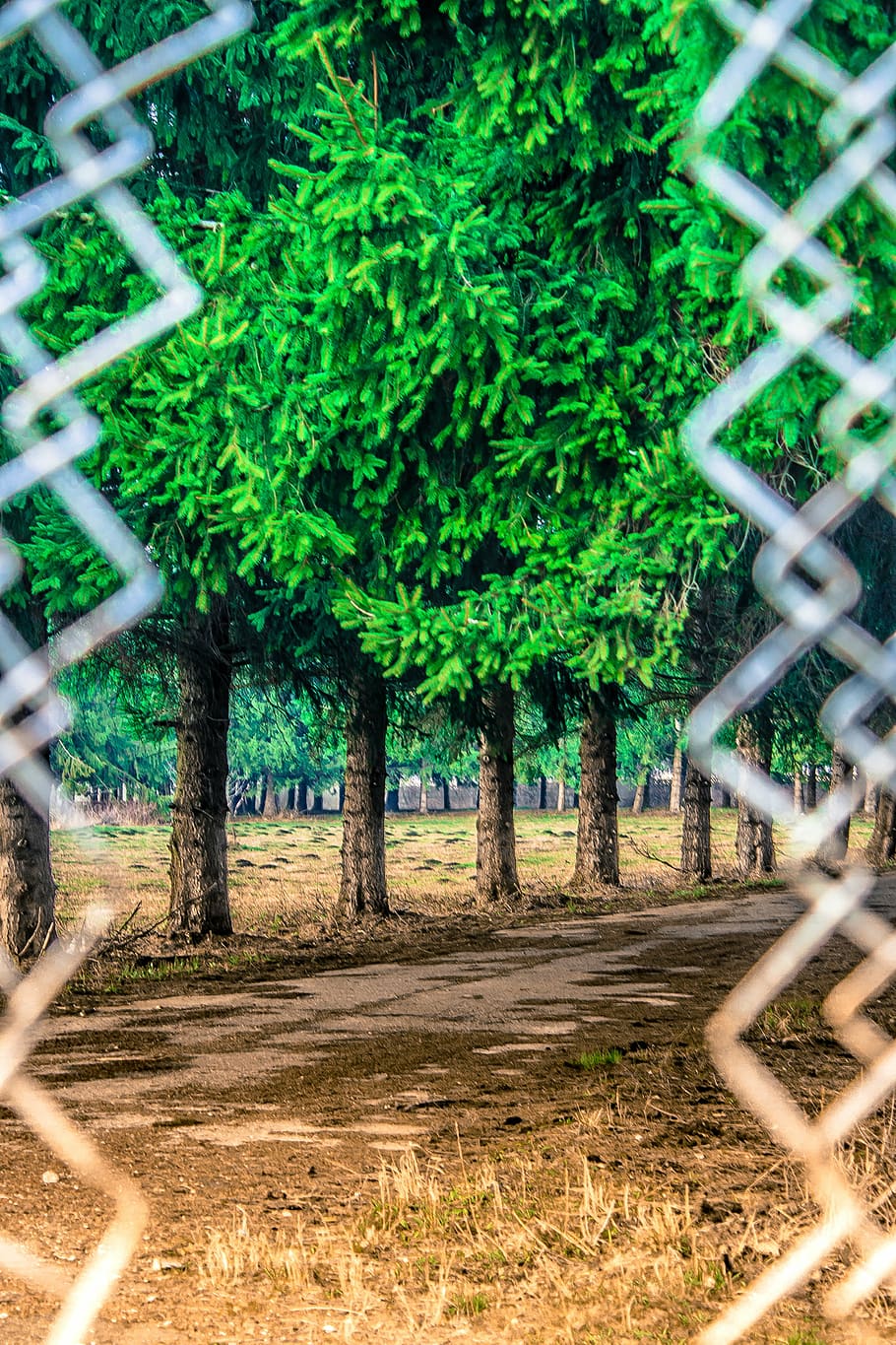 green leafed plants during daytime, line, trees, nature, grass HD wallpaper