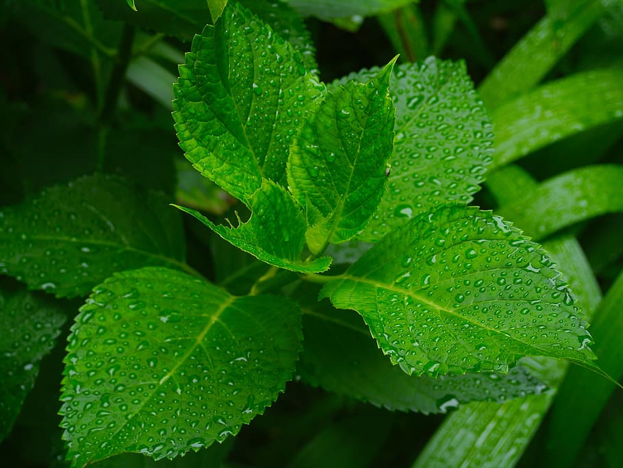 Hydrangea, Leaf, Branch, green, drop of water, rain, new shoots HD wallpaper