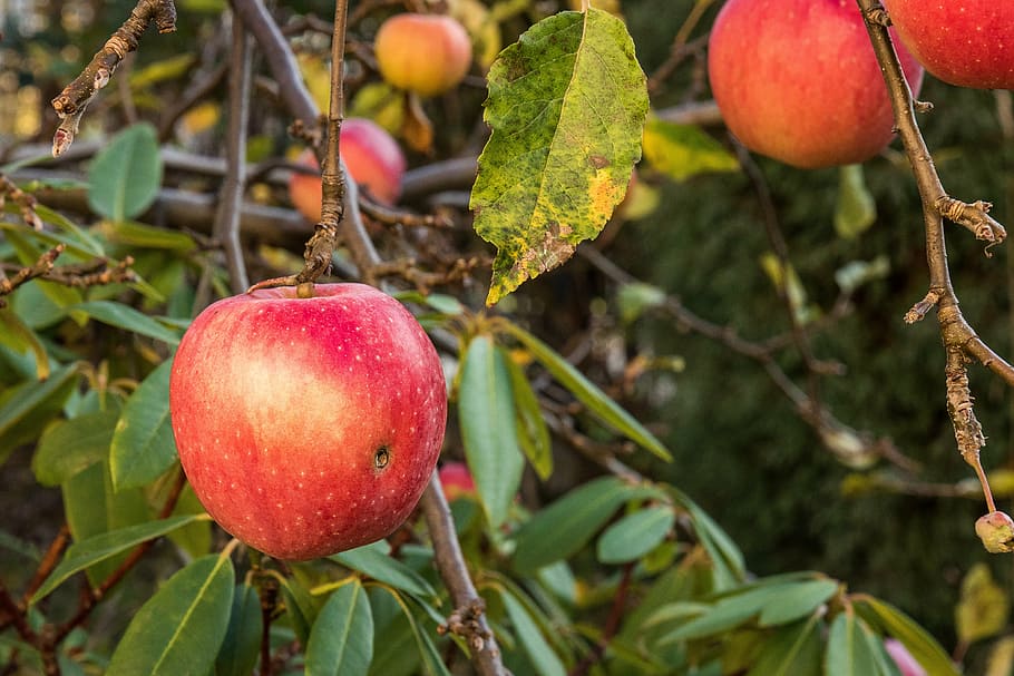 apple, branch with apples, tree, fruit, fruitful apple tree HD wallpaper