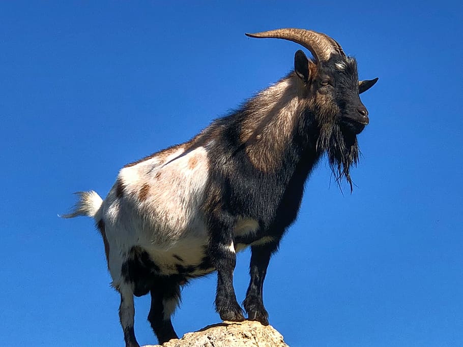 billy goat, animal, horns, bock, livestock, horned, domestic goat, HD wallpaper