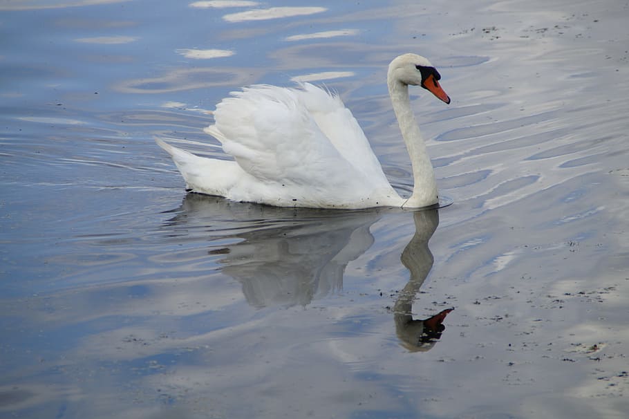 swan, water bird, beautiful, animals, white, waters, lake, pond, HD wallpaper
