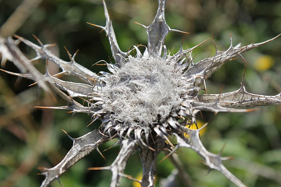 thistle, macro, wild, nature, pistils, dry thistle, plant wildlife HD wallpaper