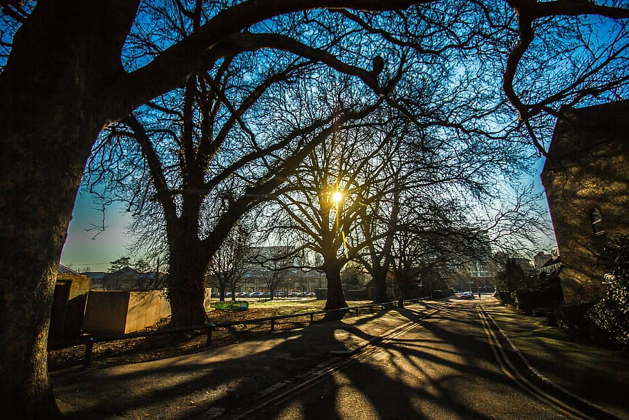 reading, england, shadows, trees, street, sunlight, plant, nature HD wallpaper