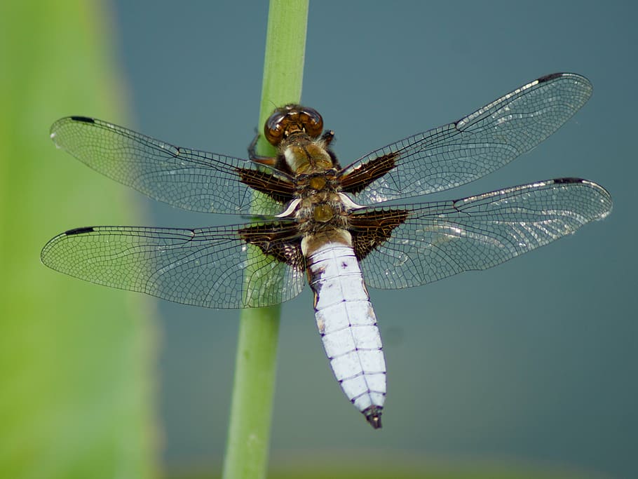 nature, insect, dragonfly, macro, animal themes, animal wildlife HD wallpaper
