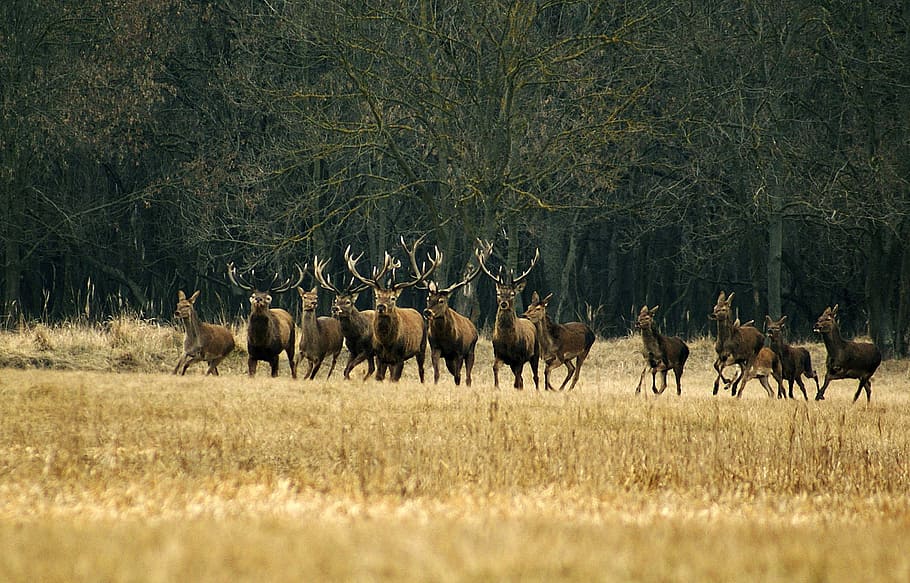 Large herd of Deer, animals, bucks, doe, photos, mammals, public domain HD wallpaper