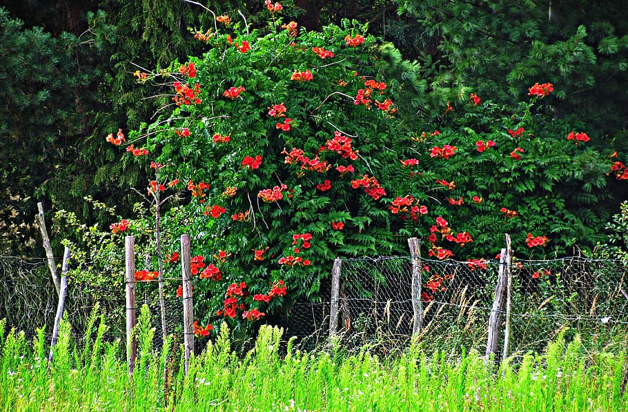 tree, bush, flowering, nature, green, branches, foliage, plant HD wallpaper