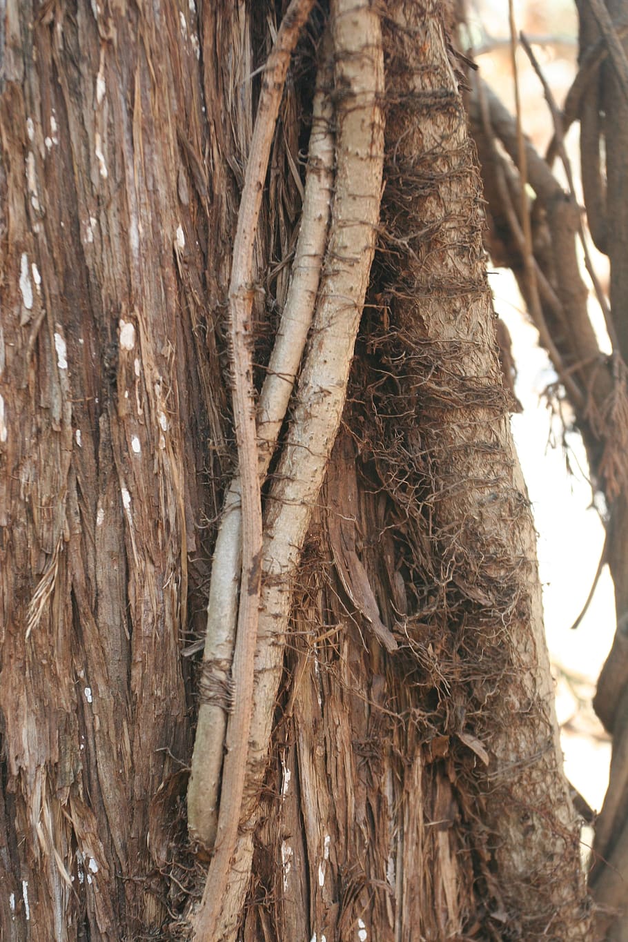 tree, bark, forest, nature, environment, tree trunk, landscape HD wallpaper