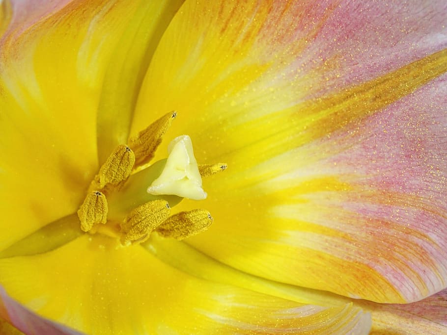 yellow and pink flower in macro shot photography, tulip, cup HD wallpaper