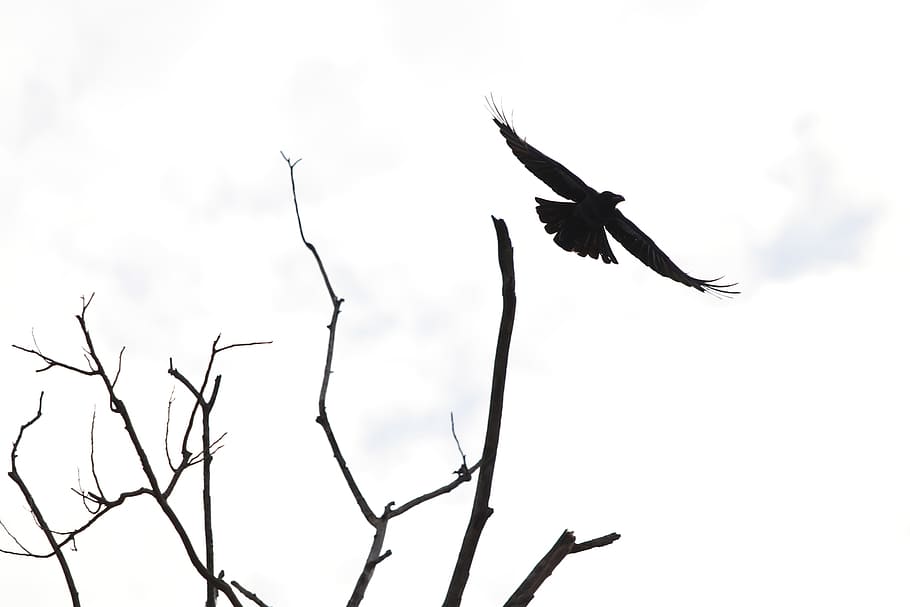 pigeon, birds, eagle, flying, low angle view, spread wings HD wallpaper