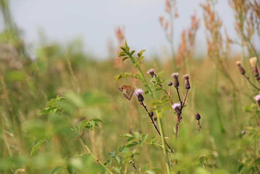 field, meadow, grass, butterfly, plant, nature, animal, growth HD wallpaper