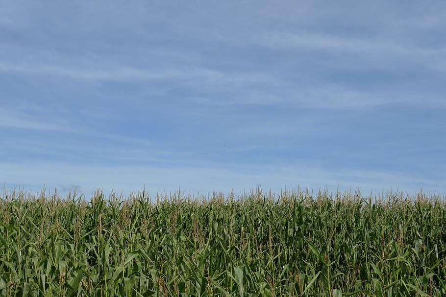 grassfield during daytimne, crop, corn, maize, sky, empty, blue