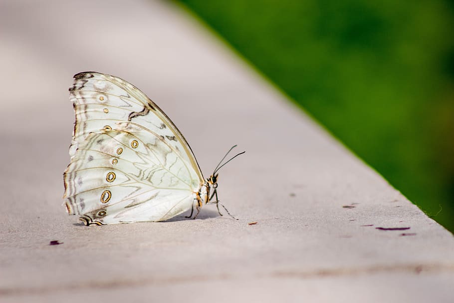 Butterfly, Nature, Spring, Green, Flower, insect, colorful HD wallpaper