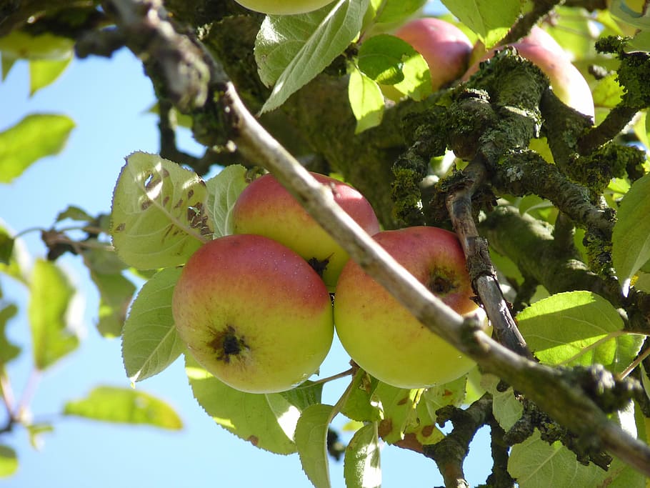 apple tree, fruit, autumn, healthy eating, plant part, leaf HD wallpaper