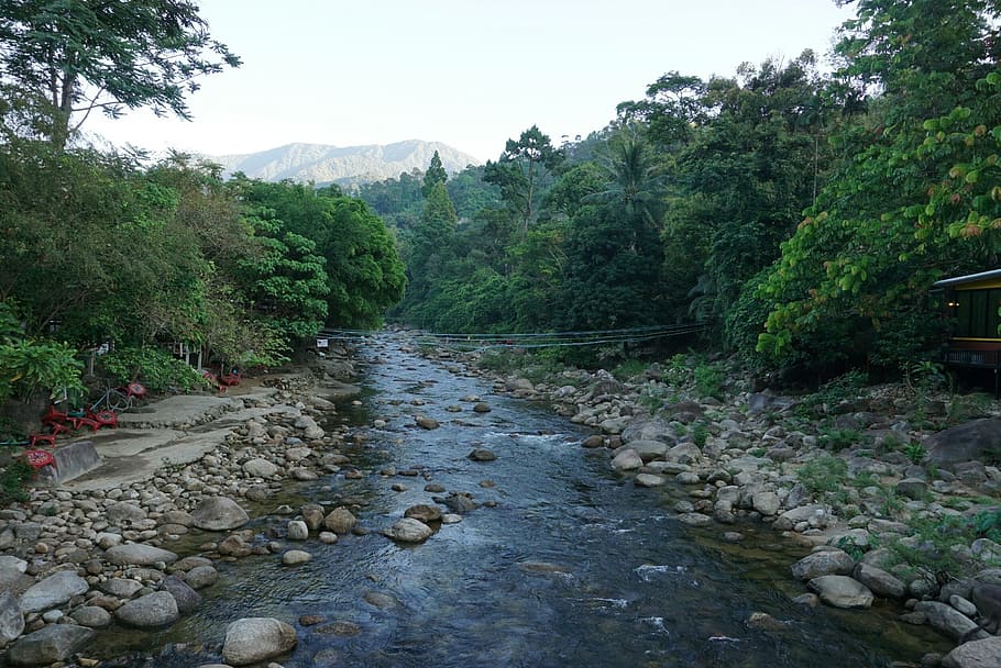 nature, view, river, plant, water, tree, beauty in nature, tranquility HD wallpaper