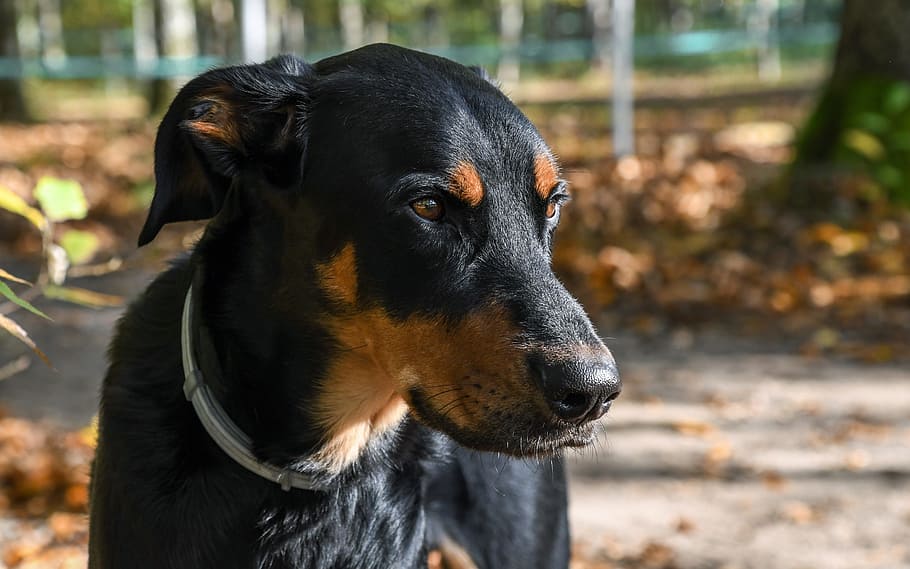 dog, beauceron, animal, portrait, one animal, domestic, canine, HD wallpaper