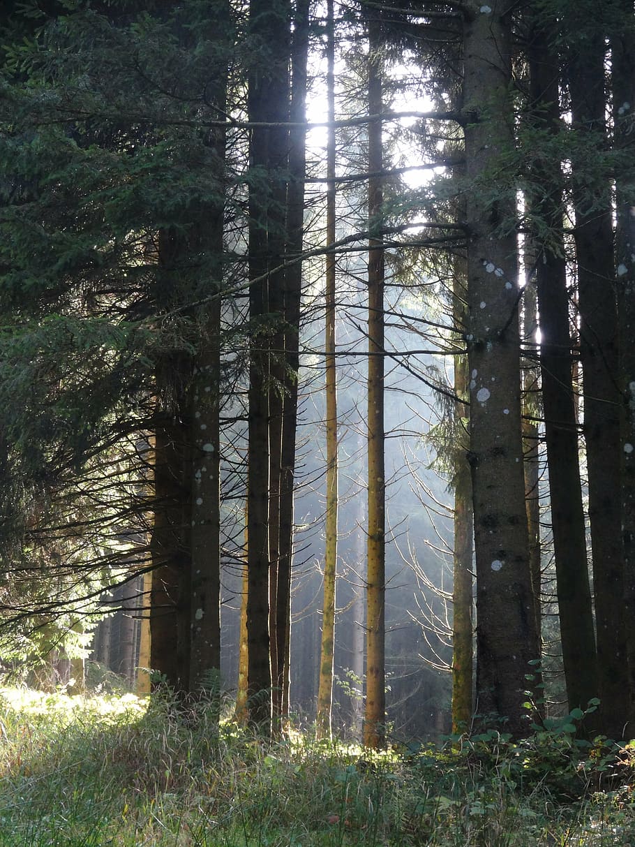forest, sunlight in forest, forest atmosphere, tree, plant HD wallpaper