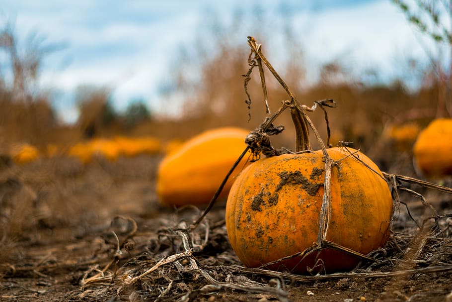 Pumpkin Patch, orange pumpkin on brown soil, field, dirt, autumn HD wallpaper