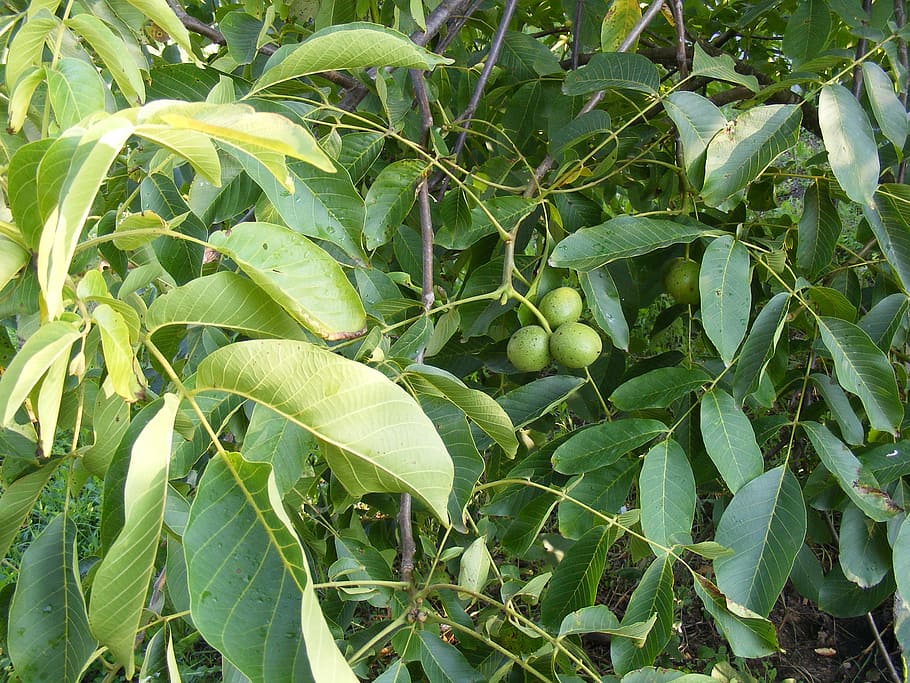 green, immature, leaf, tree, unripe, walnuts, fruit, plant part HD wallpaper