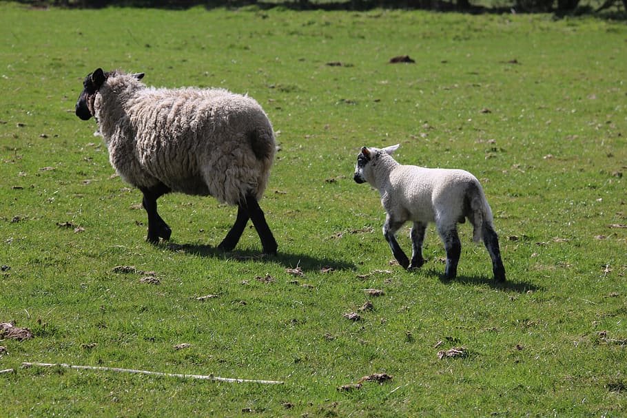 Sheep, Lamb, Field, Farm, Agriculture, wool, livestock, grass HD wallpaper