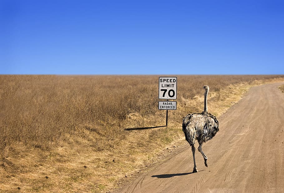 emu, savannah, drought, desert, wild, bird, safari, sign, road HD wallpaper